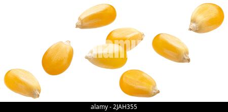 Raw corn grains isolated on white background Stock Photo