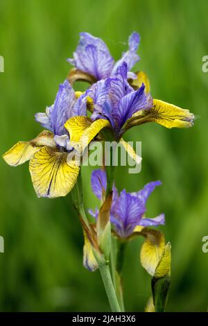 Iris 'So van Gogh' Iris sibirica Yellow blue Iris Blue Siberian Iris Flower Portrait Bloom Flowering Irises Green background Perennial  Hardy plant Stock Photo