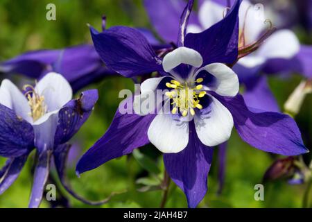 Common columbine, Aquilegia caerulea, Aquilegia Blue & White, Aquilegia Kirigami, Aquilegia Blue White Close up, Flower, Columbine Stock Photo