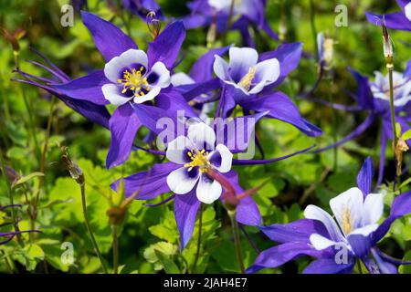Common columbine, Aquilegia caerulea, Aquilegia Blue & White, Aquilegia Kirigami, Blue, White, Close up, Flower, Columbine Stock Photo
