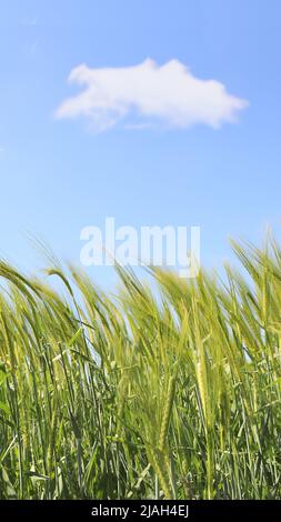 Wheat in a growing in the English countryside, blue sky and single cloud. Stock Photo