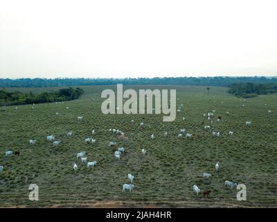 Aerial view of cattle grazing on pasture of illegal livestock farm in conservation reserve land in deforestation area in the Amazon Rainforest, Brazil