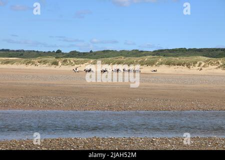 Horse riding on the beach towards Newton village with the well know Merthyr Mawr sand dunes as a backdrop on a beautiful day. Stock Photo