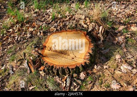 Fresh cut tree in detail with bark and leafs around. Stock Photo