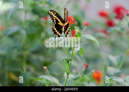 Giant swallowtail butterfly feeds off a Lantana plant in Mesa, Arizona Stock Photo