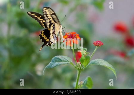 Giant swallowtail butterfly feeds off a Lantana plant in Mesa, Arizona Stock Photo