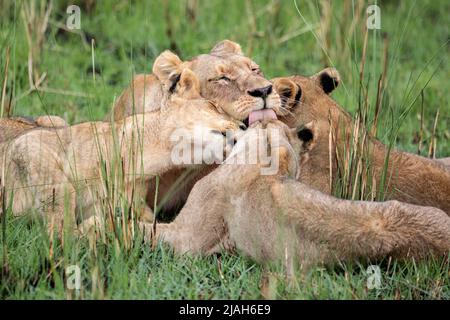 Lion pride affection in Okavango Delta grassland