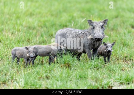 Warthog family of the Okavango Delta grassland, Botswana Stock Photo