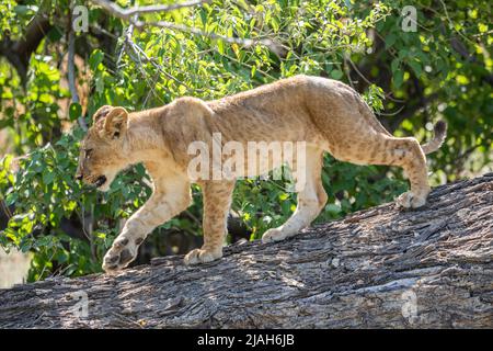 Lion cubs of Okavango Delta grassland