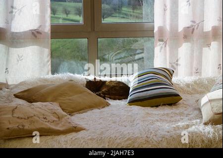 Sleeping cat laying on the bed in the sunlight, with greenery behind him Stock Photo