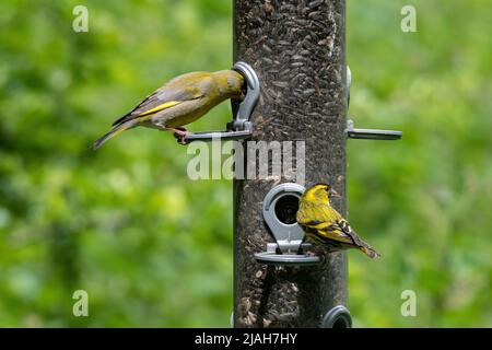 A greenfinch (Chloris chloris) and a siskin (Spinus spinus) feeding on sunflowers on a bird feeder, Hampshire, England, UK Stock Photo