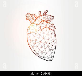 Heart internal organ low poly illustration on white background Stock Vector