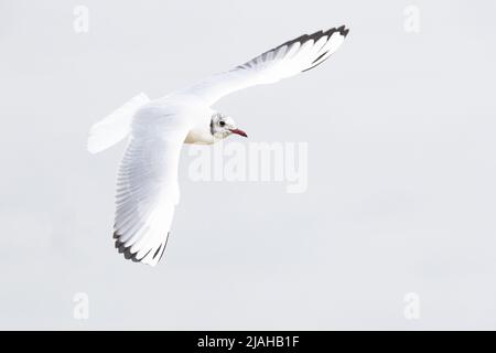 Flying adult Black-headed Gull in winter plumage Stock Photo