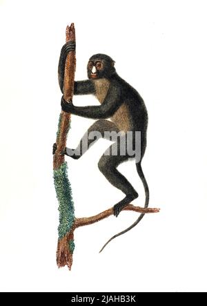 lesser spot-nosed monkey, lesser spot-nosed guenon, lesser white-nosed guenon, or lesser white-nosed monkey (Cercopithecus petaurista) iIlustration from the 1700s Stock Photo