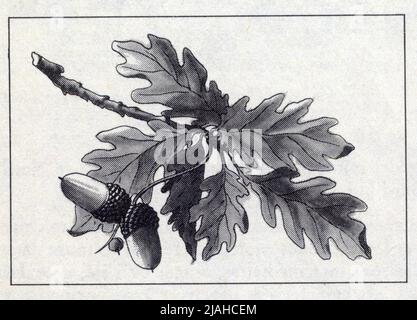 Feuilles de chêne. Dessin ancien. Stock Photo