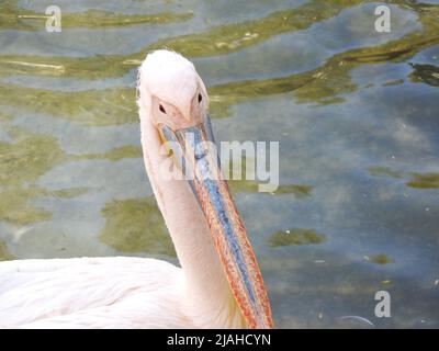 The great white pelican also known as rosy and eastern pelican in a shallow lake, the scientific name is Pelecanus onocrotalus, usually forms large fl Stock Photo