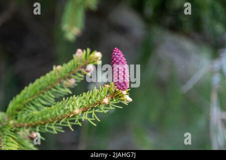 Beautiful blooming spruce branches with red cones Stock Photo