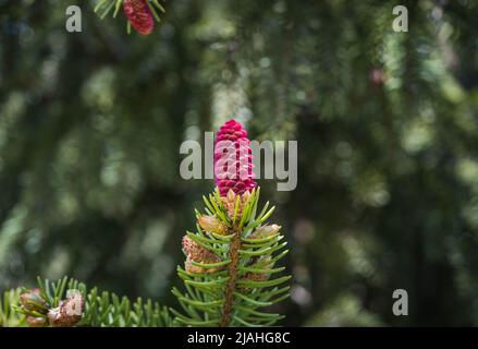 beautiful young pink fir cone growing on a tree branch of a tree in a park in bright sunlight in spring. Stock Photo