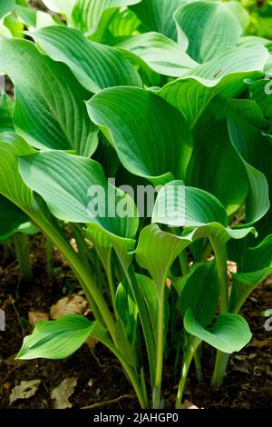 Plantain Lily, Hosta "Krossa Regal", Hostas leaves, Perennials Plants in Garden Stock Photo