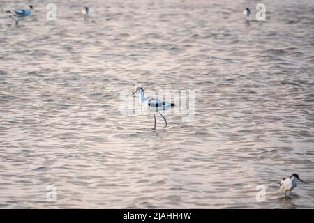 Flock of water birds pied avocet, Recurvirostra avosetta, feeding in the lake. The pied avocet is a large black and white wader with long, upturned be Stock Photo