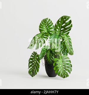 3d illustration of monstera in modern potted isolated on white background Stock Photo