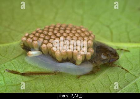 giant water bug carrying eggs on its back from side view Stock Photo