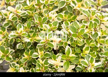 Broad-Leaf Thyme, Thymus Foxley, Thymus pulegioides, Dwarf, Decorative, Thymus, Foxley, Variegated, Leaves, Thyme Stock Photo