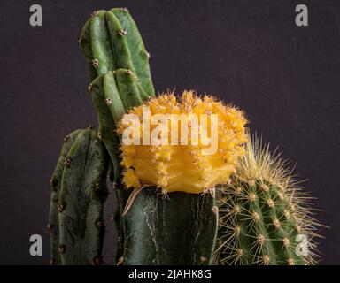 Cactus Blossom. Macro Photography Stock Photo