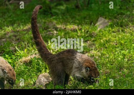 Nasua animal on green grass in spring sunny fresh day Stock Photo