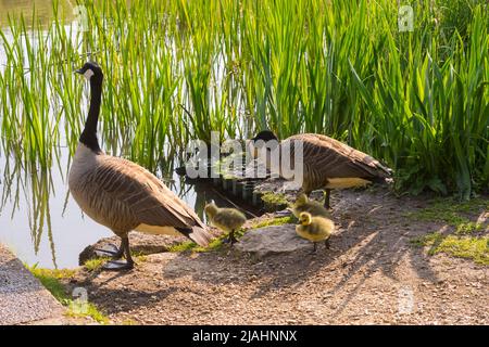 A family of Canada geese (Branta canadensis), two adults and three goslings, on Southampton Common Stock Photo
