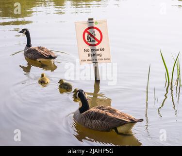 A family of Canada geese (Branta canadensis), two adults and three goslings, passing a no coarse fishing sign on Southampton Common Stock Photo