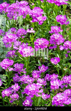 Iberis 'Absolutely Amethyst', Evergreen candytuft, Purple, Flower, Iberis sempervirens blooms Stock Photo