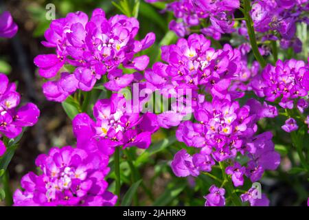 Iberis 'Absolutely Amethyst', Evergreen candytuft, Purple, Flower, Iberis sempervirens blooms Stock Photo