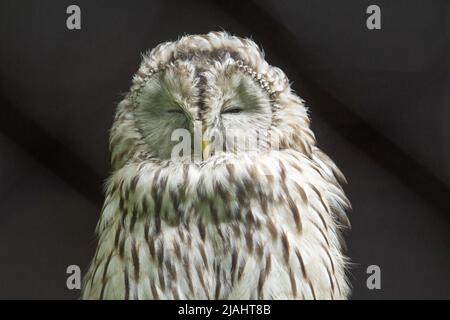 a white and black Ural owl (Strix uralensis) with eyes half closed isolated on a natural black background Stock Photo