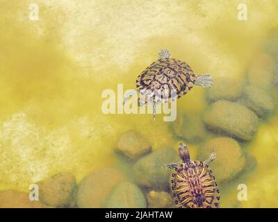 Two redeared turtles swim in muddy, shallow green pond with rocks at the bottom. Stock Photo