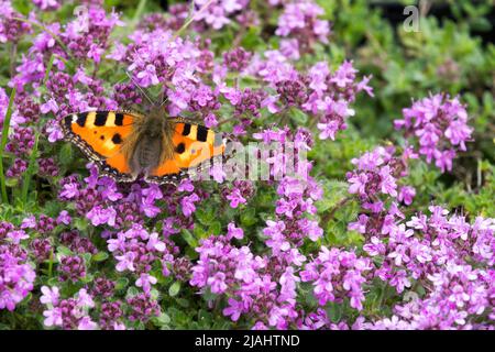 Butterfly, Aglais urticae, Nymphalis urticae, Small Tortoiseshell Butterfly On Thyme, Spring, Flowering, Plant, Eating Thymus bressingham pink Stock Photo