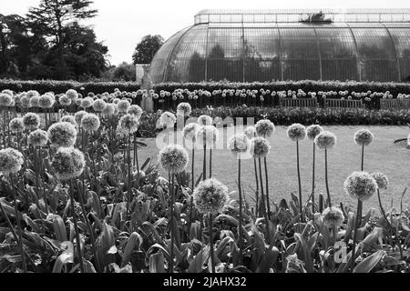 Richmond, Greater London, England, May 18 2022: Royal Botanic Gardens Kew. Flowers blooming in springtime in front of the Palm House. Monochrome Stock Photo