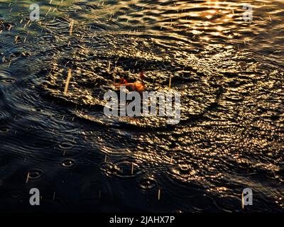 Fishing at sunset. Catching predatory fish on spinning. Sunset colors on the water surface Stock Photo