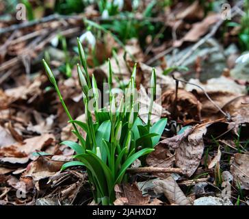 Flower of life, Primavera. Caucasian Sweet-William (Galanthus caucasicus/Galanthus alpinus), flower bud. The Black Sea coast of the Caucasus Stock Photo