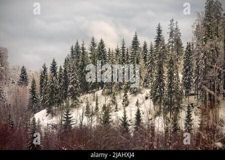 Winter mixed forest in hilly terrain. The trees are covered with snow, beautiful slender Christmas trees. Picture for North Christmas Stock Photo