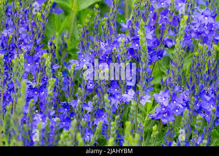 Veronica Shirley Blue, Veronica teucrium, Blue, Beauty, Flowers, Garden, Speedwell, Plant Stock Photo