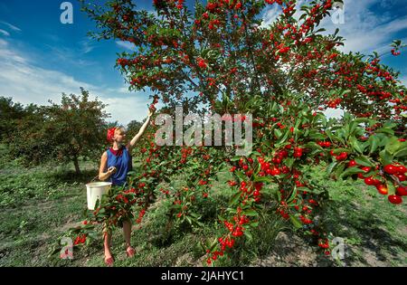 Picking Sour Pie Cherries, Utah Released: Bodil Stock Photo