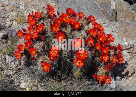 Claret Cup Cactus in Full Bloom, Echinocereus triglochidiatus Stock Photo