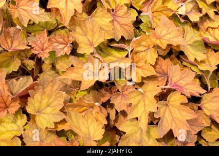 Heucherella, Leaves, xHeucherella, Foliage, Decorative, Plant, Garden, Leaf, Foamy Bells, Heucherellas Stock Photo