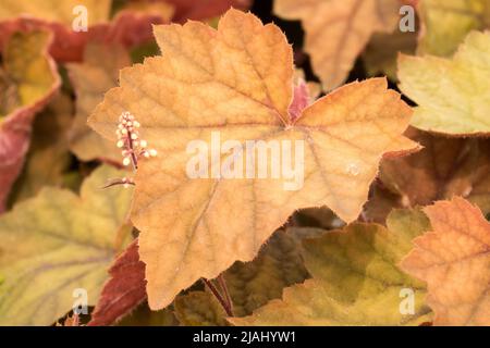 xHeucherella, Leaf,Heucherella 'Art Deco', Decorative, Close up, Foamy Bells, Heucherellas Stock Photo