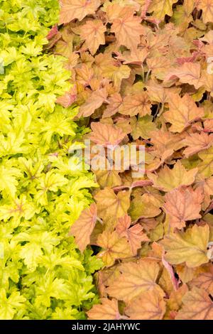 Heucherellas, Leaves, Border, Garden, Edge, Contrast, Plants Stock Photo
