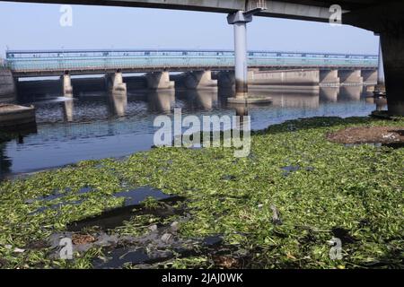 New Delhi, India. 30th May, 2022. The Yamuna bank seen polluted with foamy industrial waste, garbage thrown by the people and a lot of dirty water from the city is emptied into the holy river most of the time. The main source of pollution is however the untreated domestic waste. The water hyacinth has grown in the rivers in plenty and the government has not been showing any sincere efforts for cleaning it. (Photo by Shikha Arya/Pacific Press) Credit: Pacific Press Media Production Corp./Alamy Live News Stock Photo