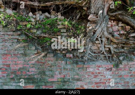 Dirty brown old brick wall texture. A tree sprout breaks through the wall. Grey background wall with ground. Wall to contain sliding soil on a hill Stock Photo