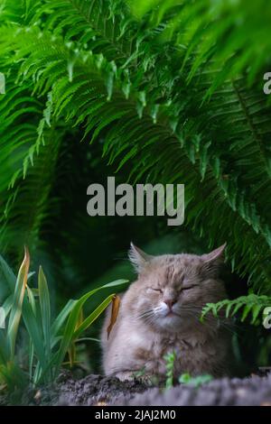 Red cat sleeps in a green fern.  Stock Photo
