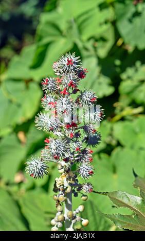 Castor oil fruits and seeds Ricinus communis Stock Photo Alamy